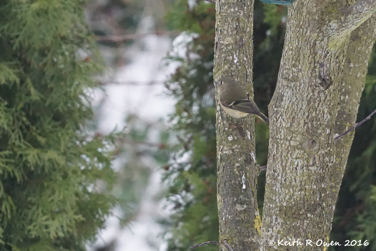 Ruby-crowned Kinglet