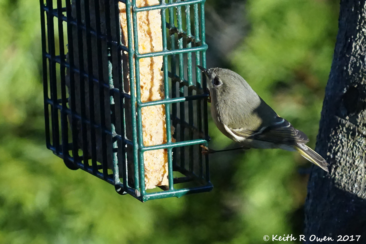 Ruby-crowned Kinglet