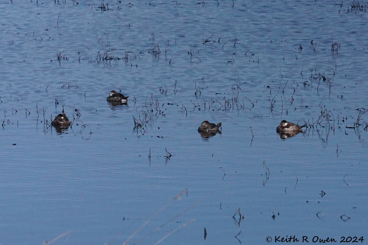 Ruddy Duck