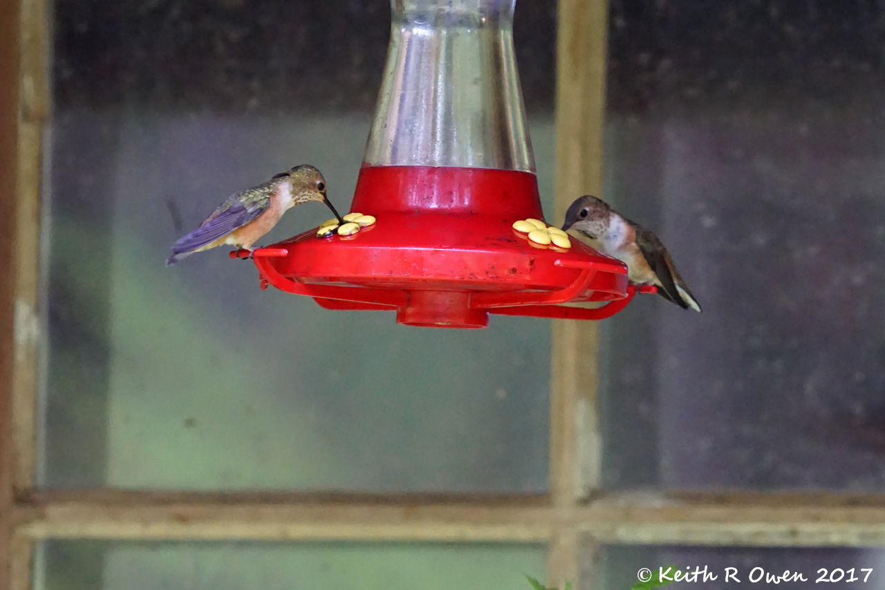 Rufous Hummingbird