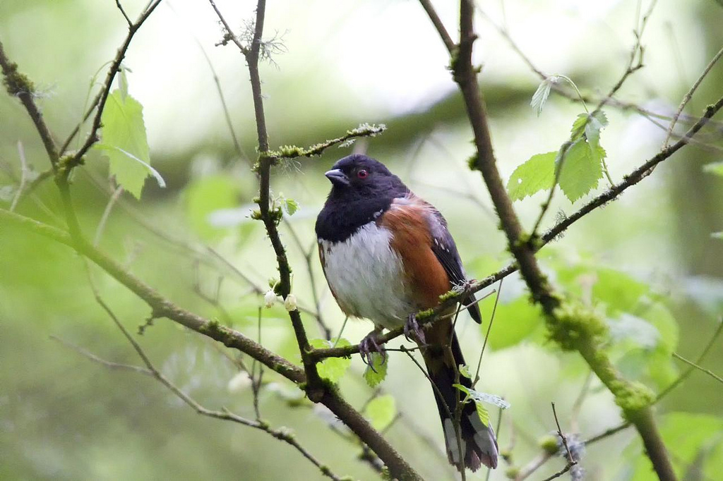 Rufous Sided Towhee