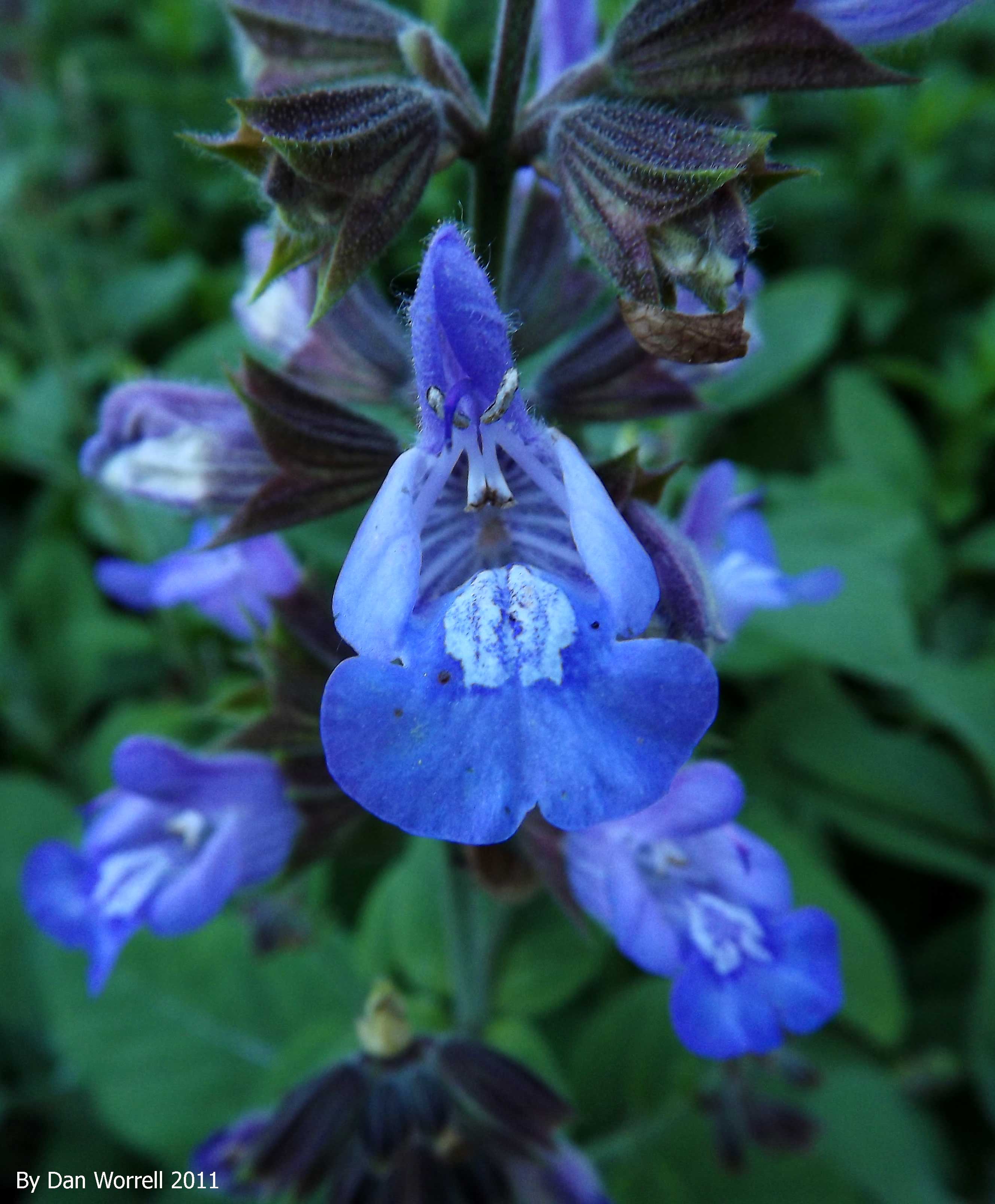 Sage