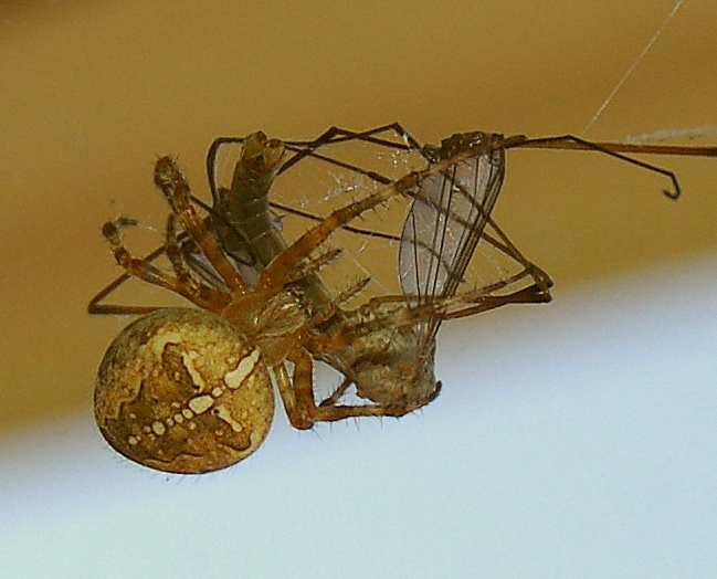 Said the Spider To The Crane Fly