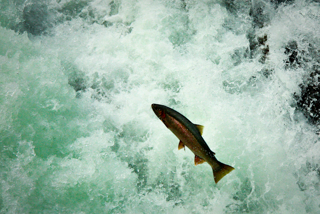 Salmon