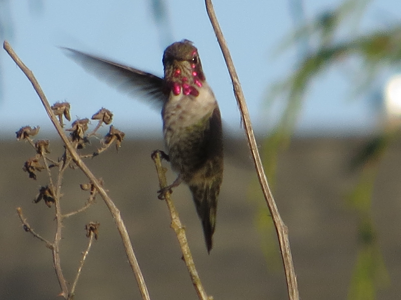 Saluting Hummer