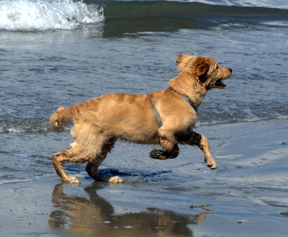 Samson on the Beach