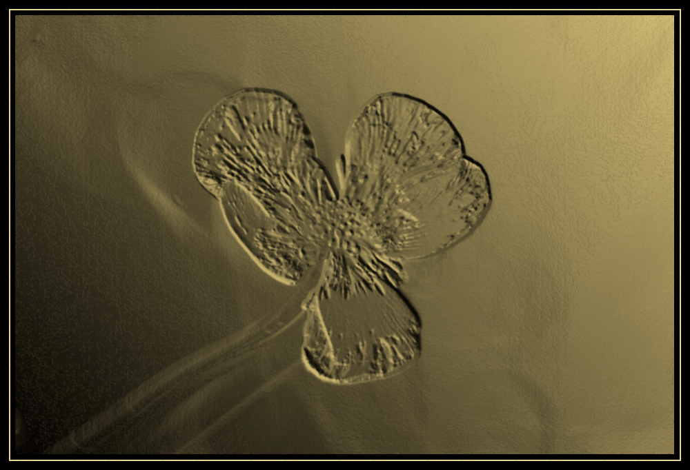 Sand Impressions