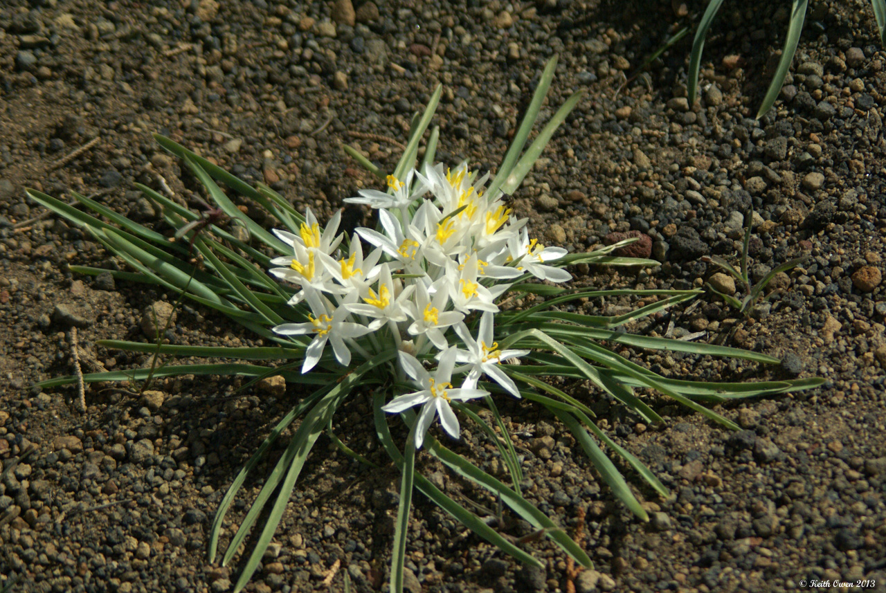 Sand Lily