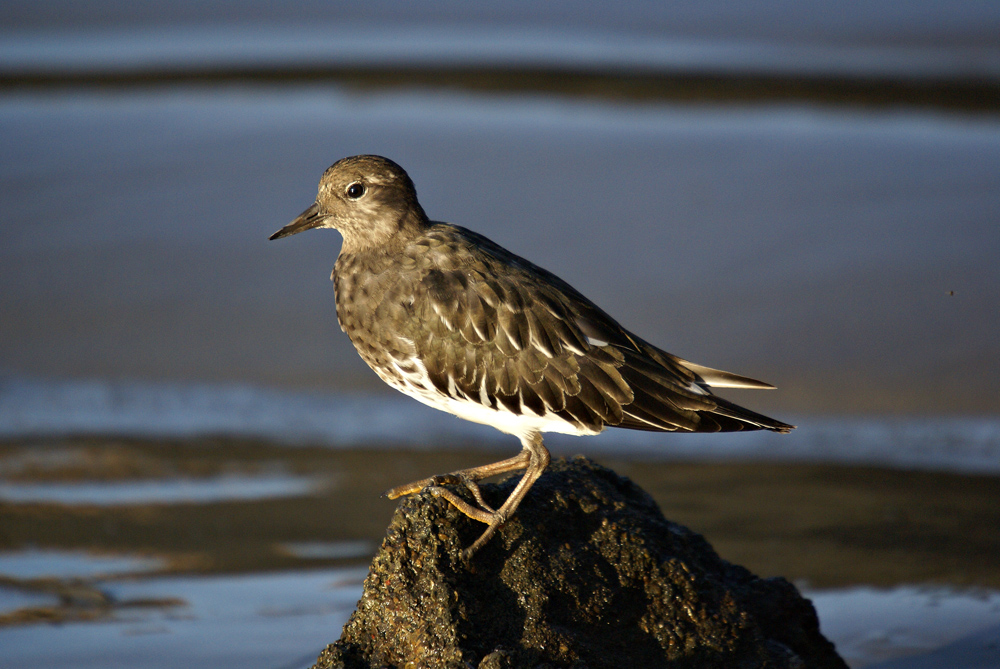 Sanderling
