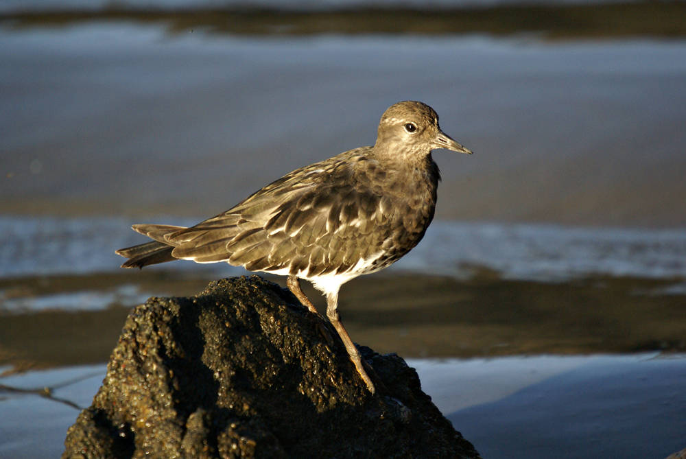 Sanderling