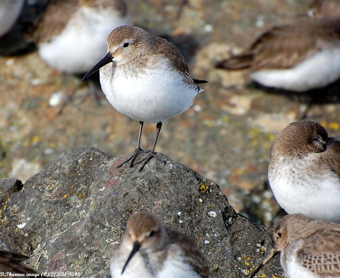 Sanderling