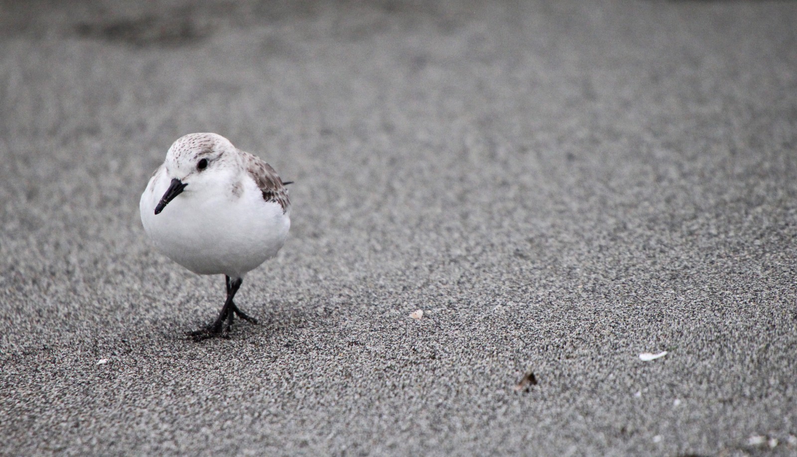 Sanderling...