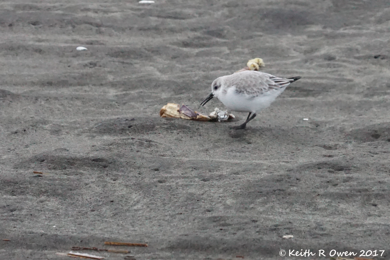 Sanderling