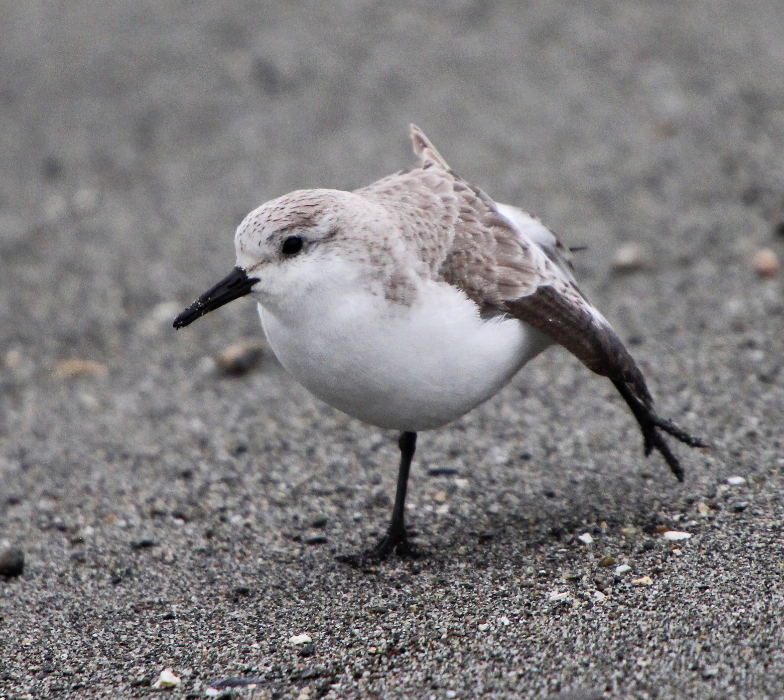 Sanderlings