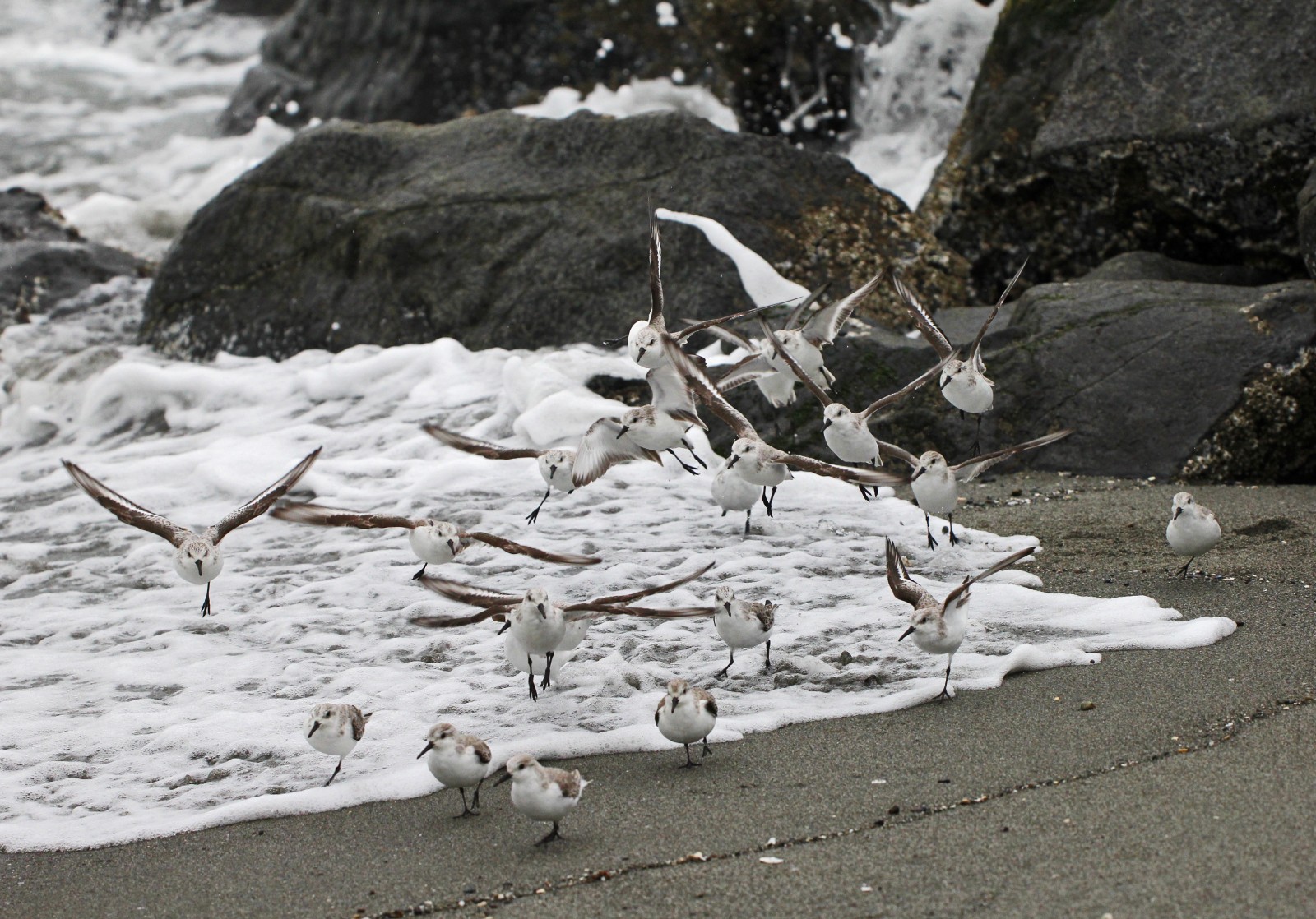 Sanderlings