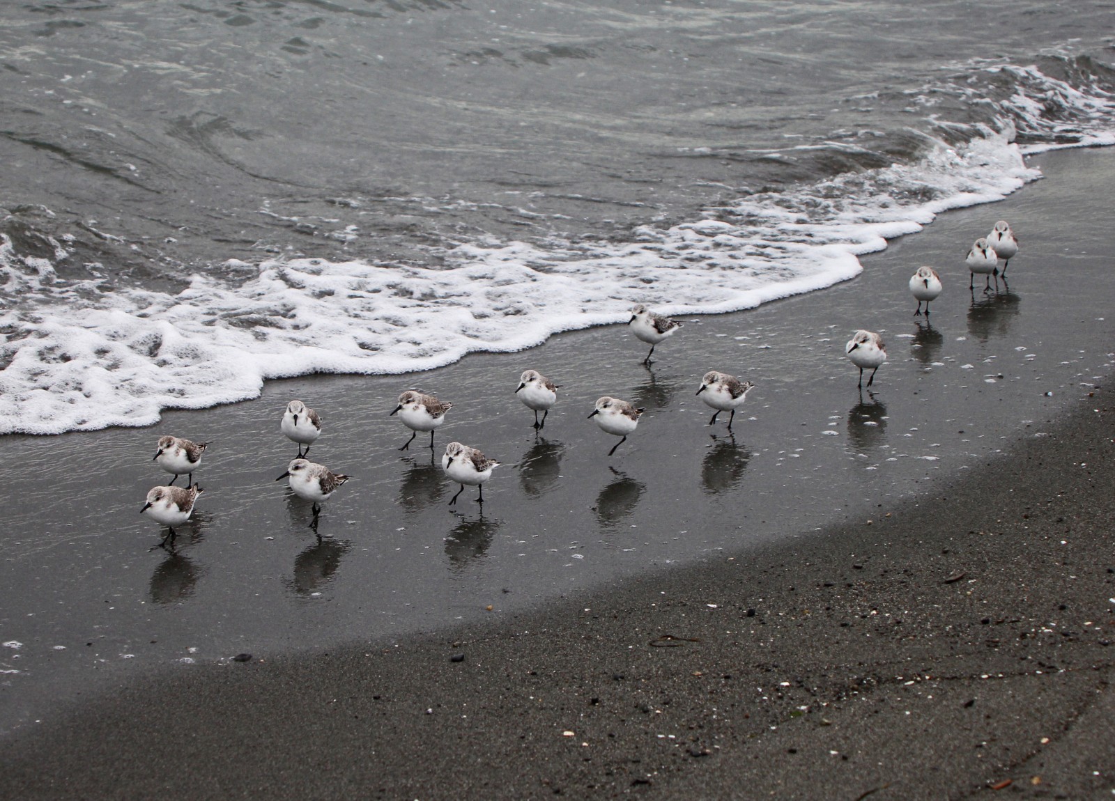 Sanderlings