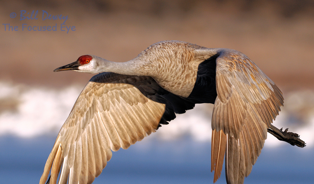 Sandhill Crane Wings Down