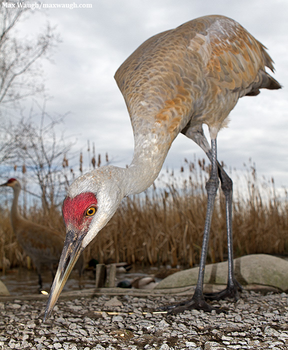 Sandhill Crane