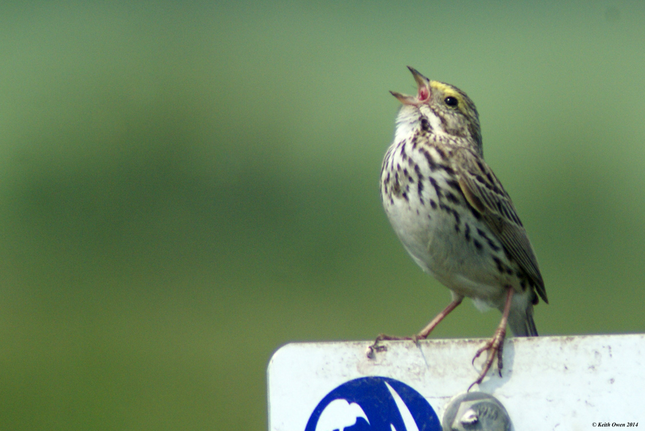 Savannah Sparrow