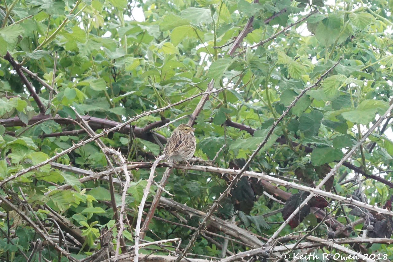 Savannah Sparrow