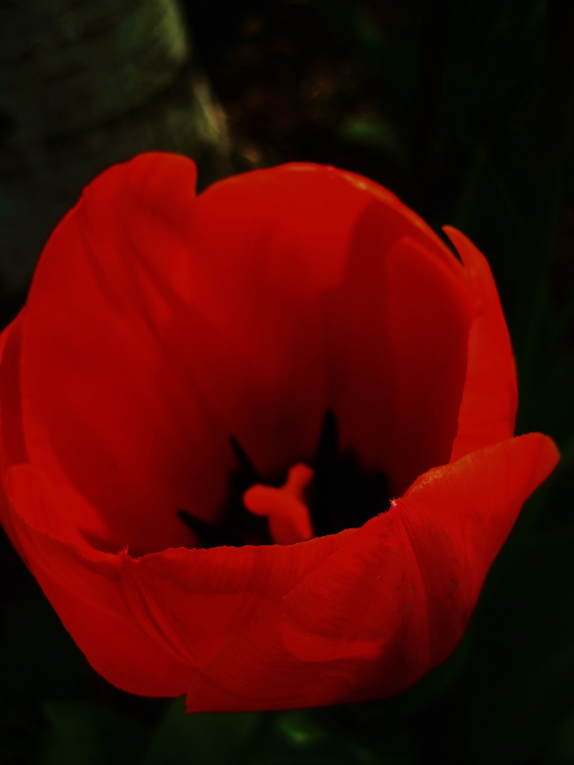 scarlet flower