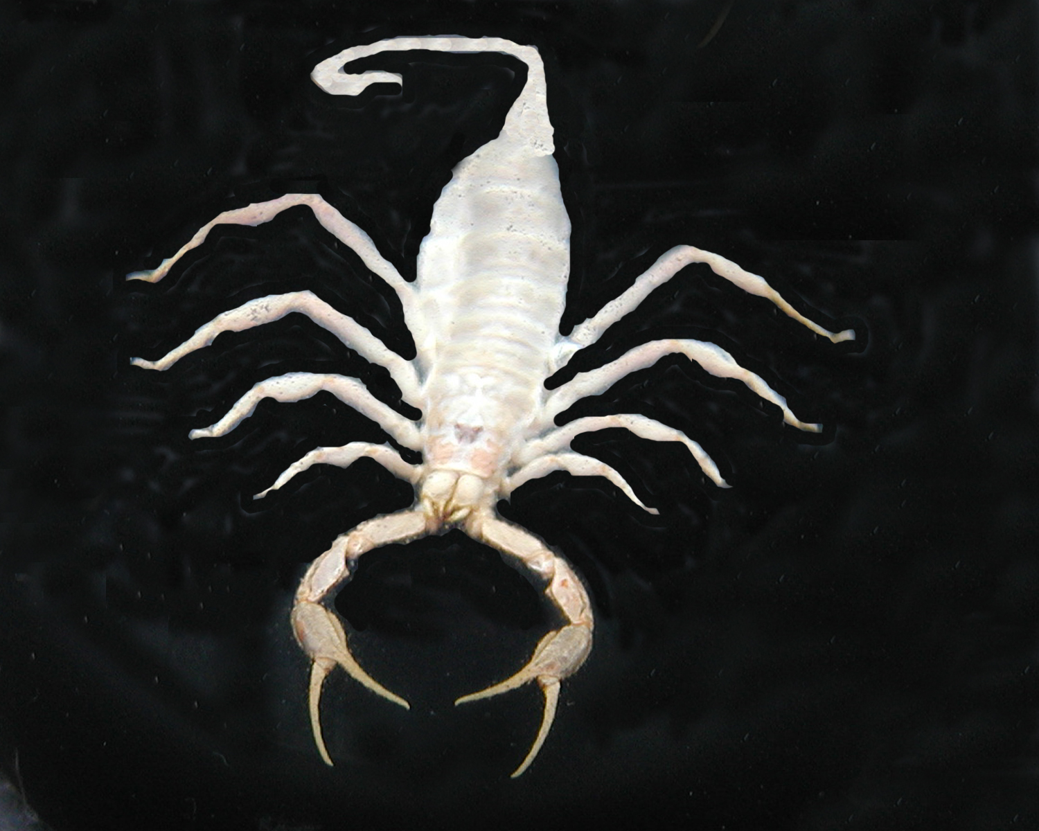 Scorpion