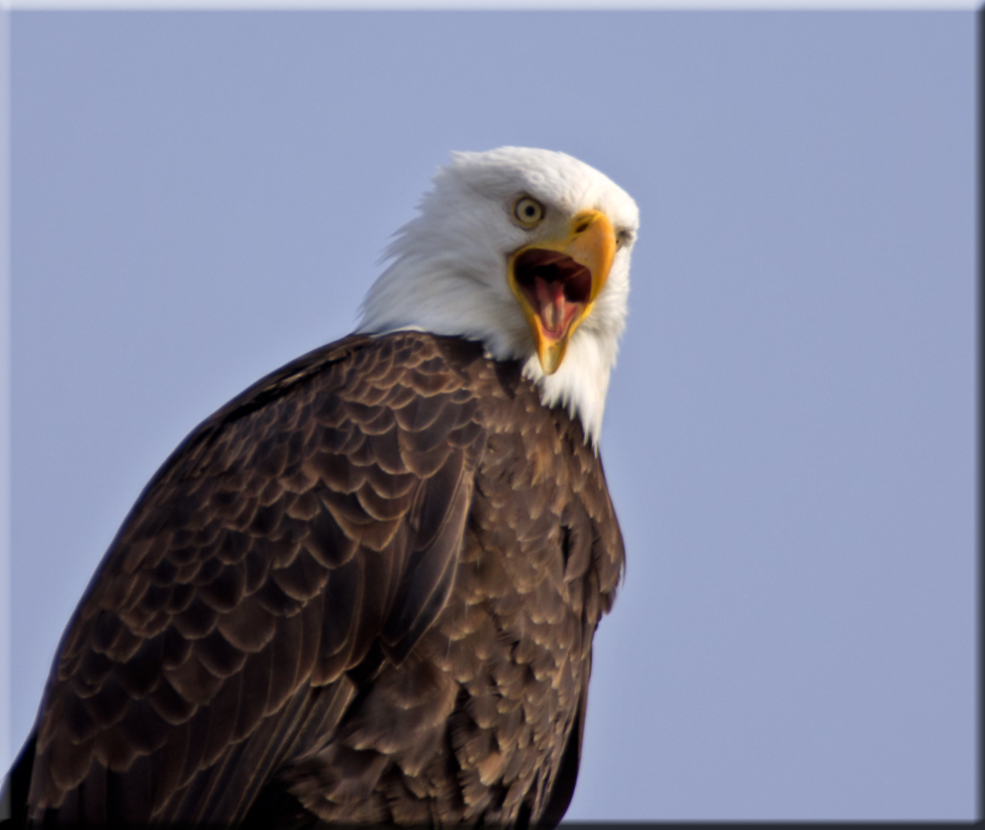 Screaming Eagle