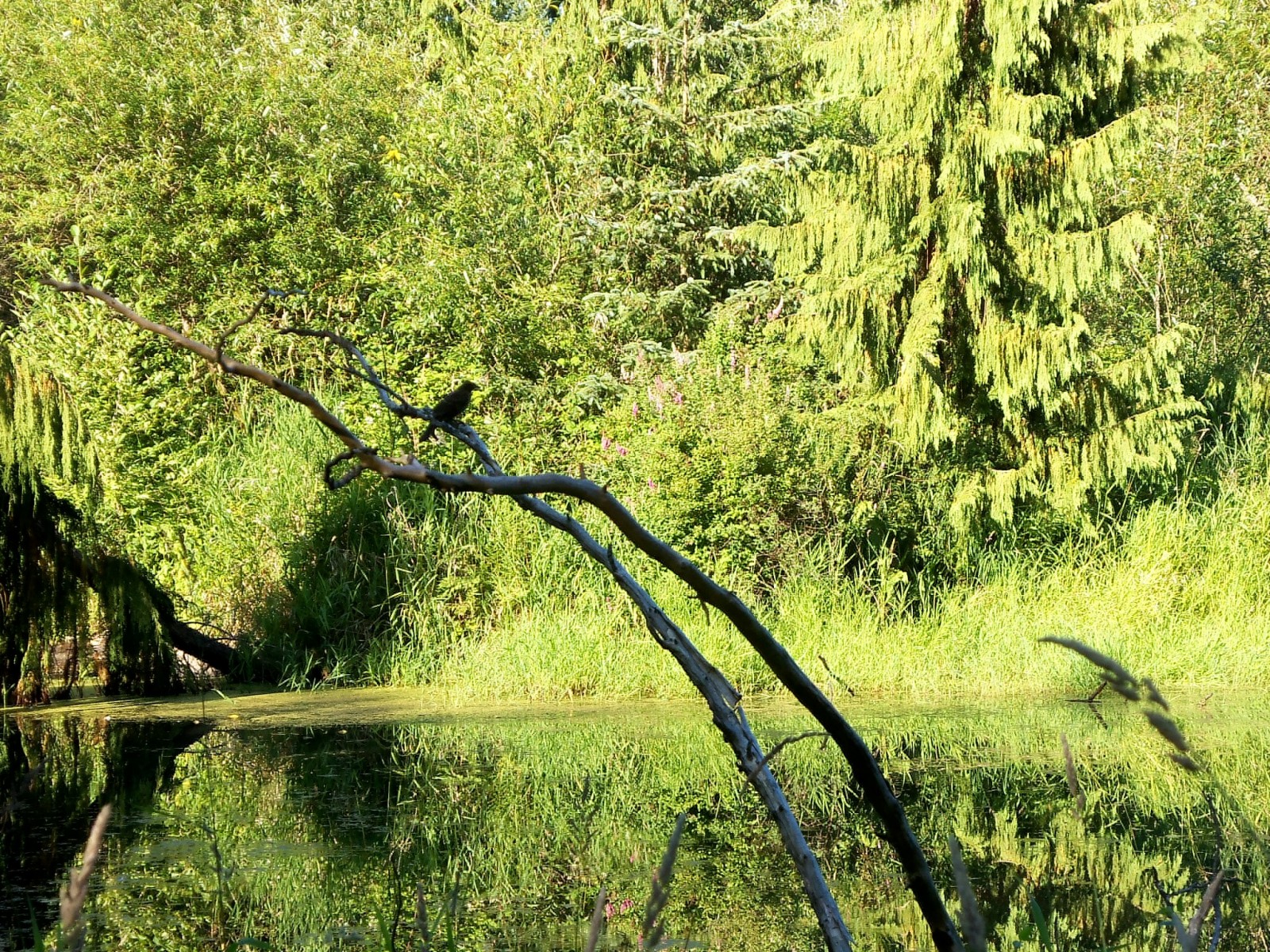 Scriber Creek Park