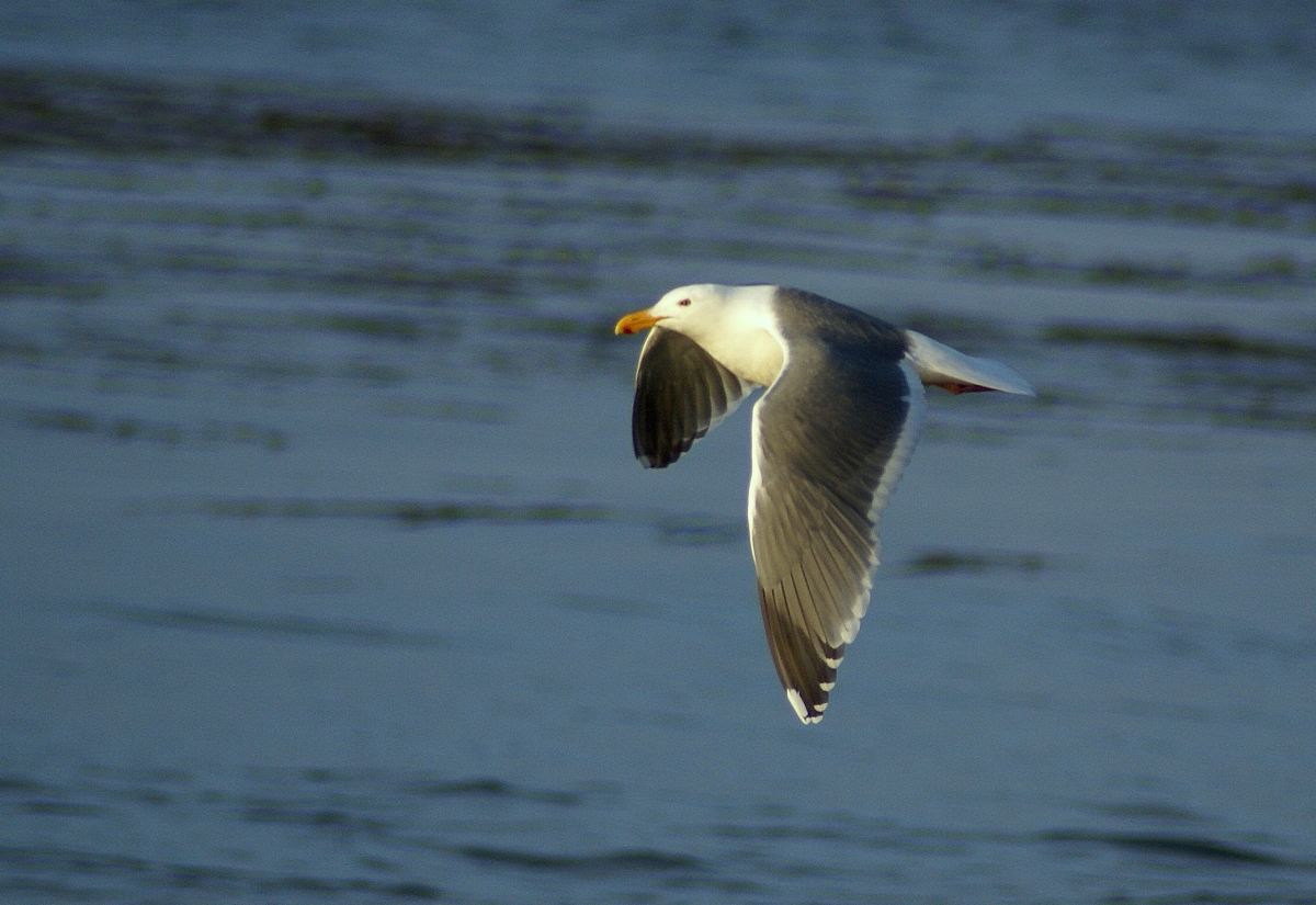 sea gull