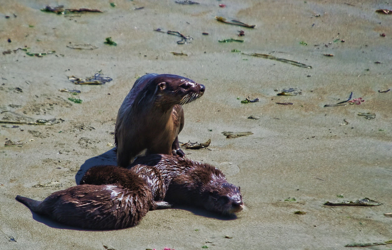 sea otter family