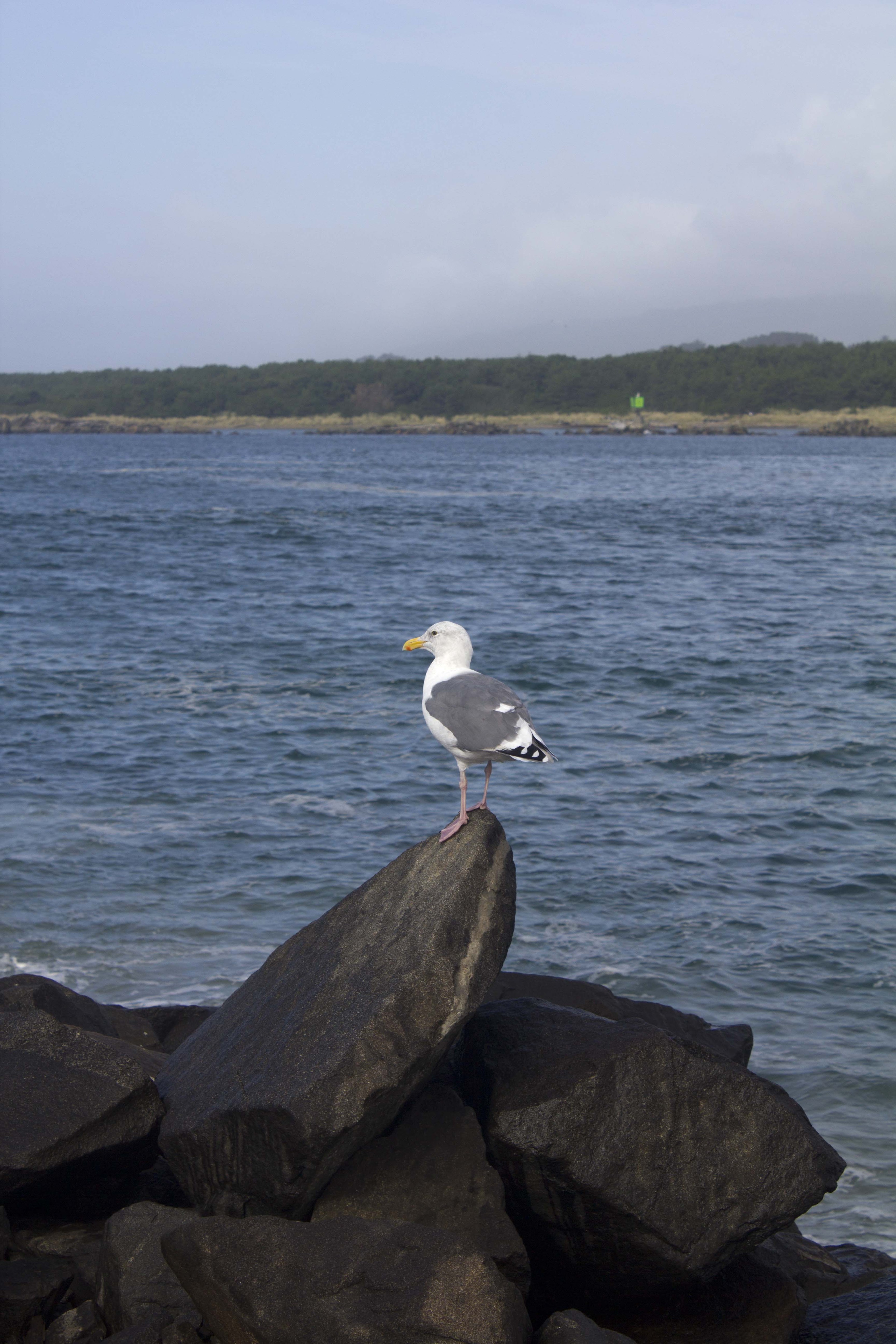 seagull, Florence, OR Coast