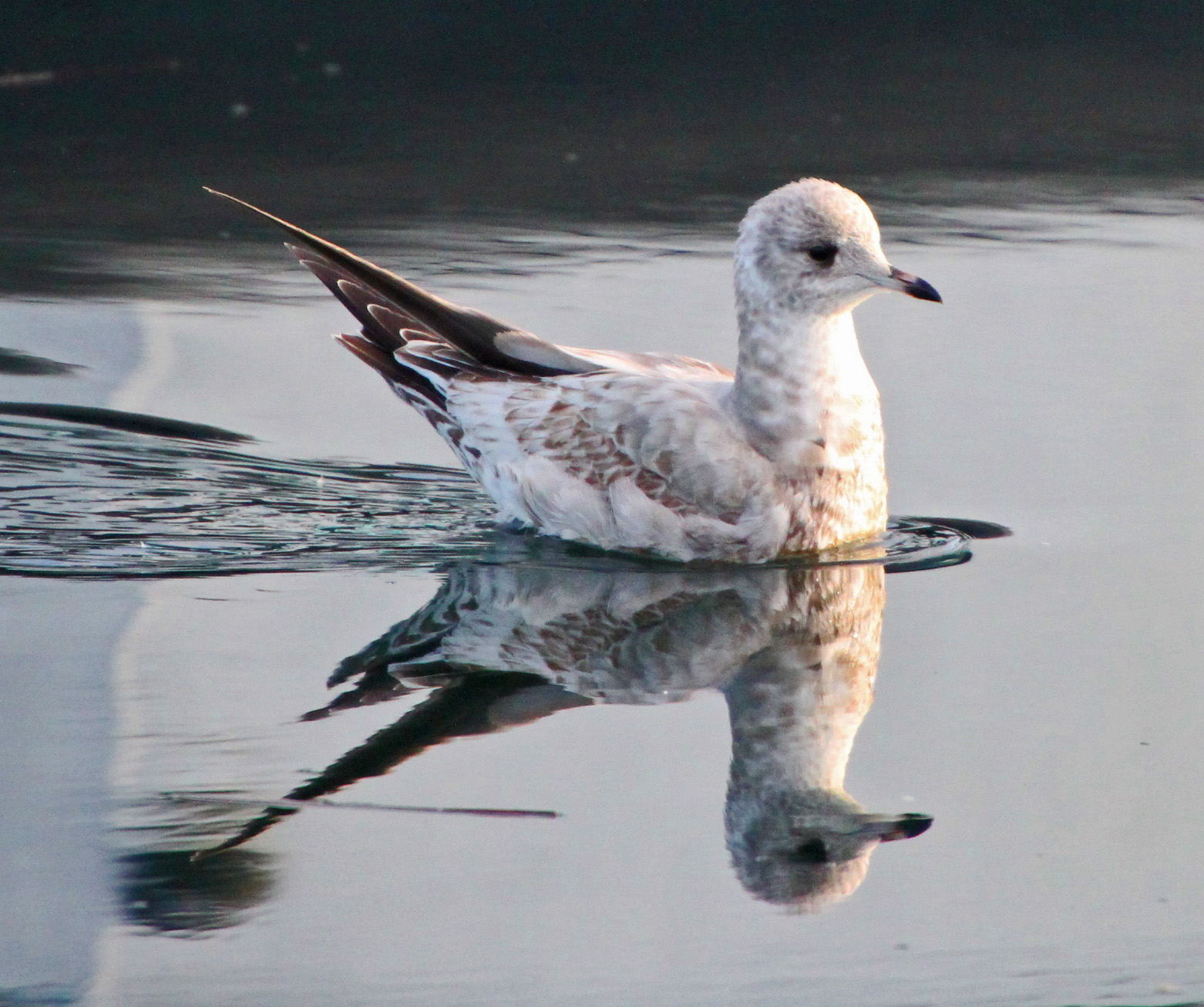 Seagull