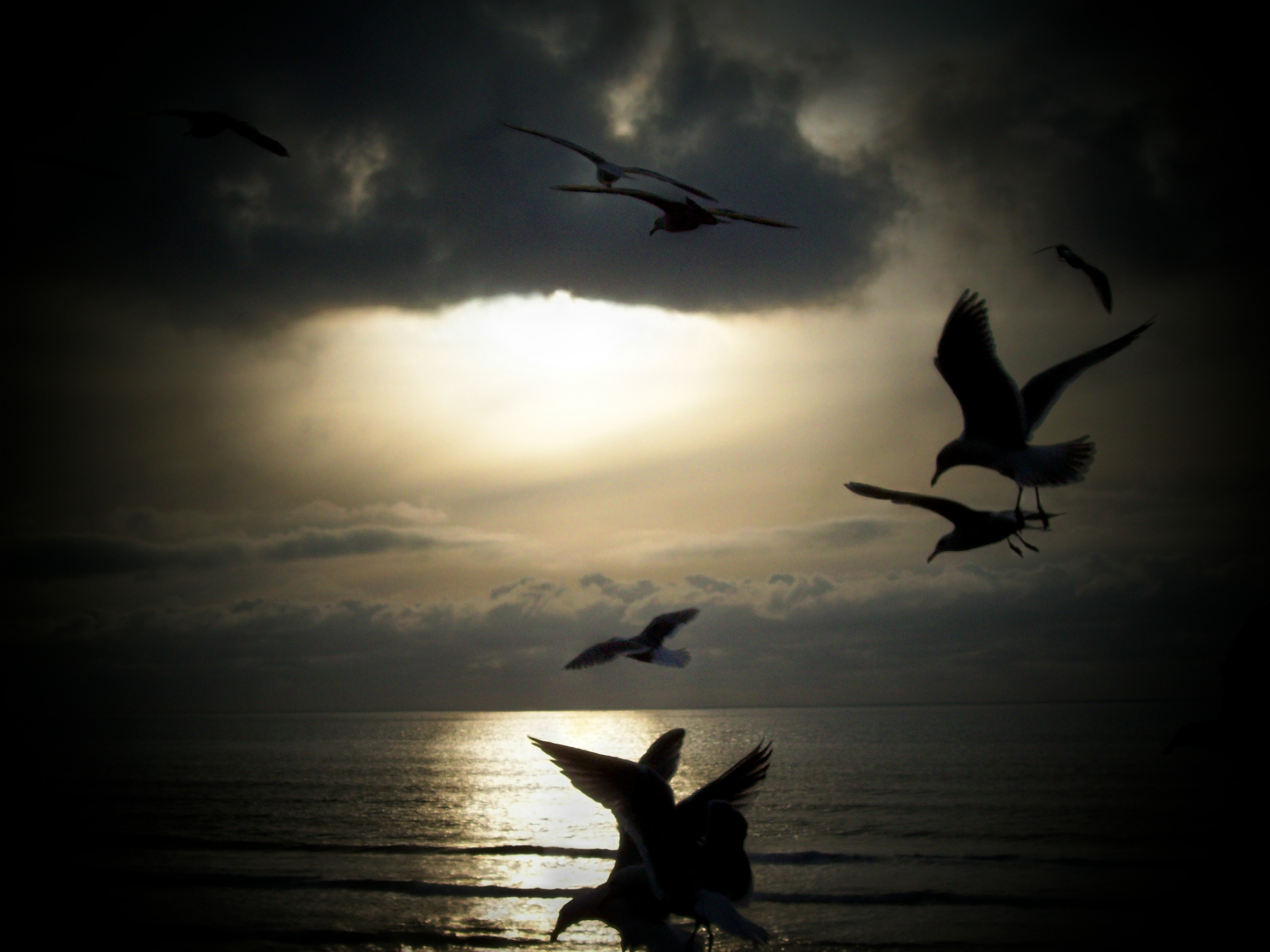 Seagulls at sunset.