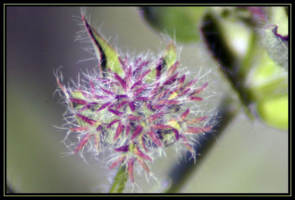 Seed Head