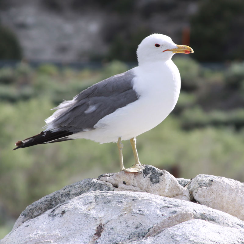Sentinel Gull
