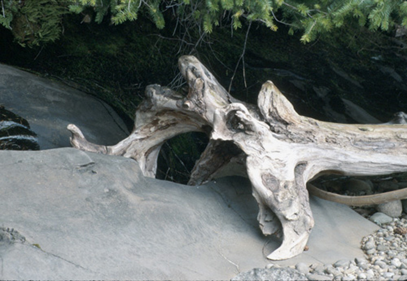 Shipwrecked Log