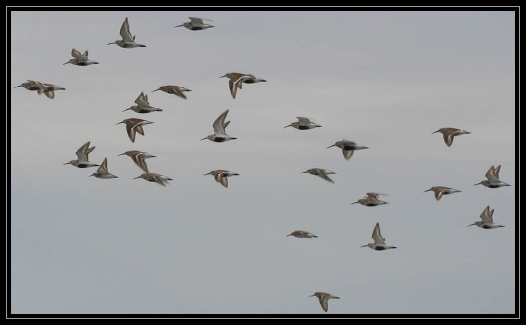 Shore Birds