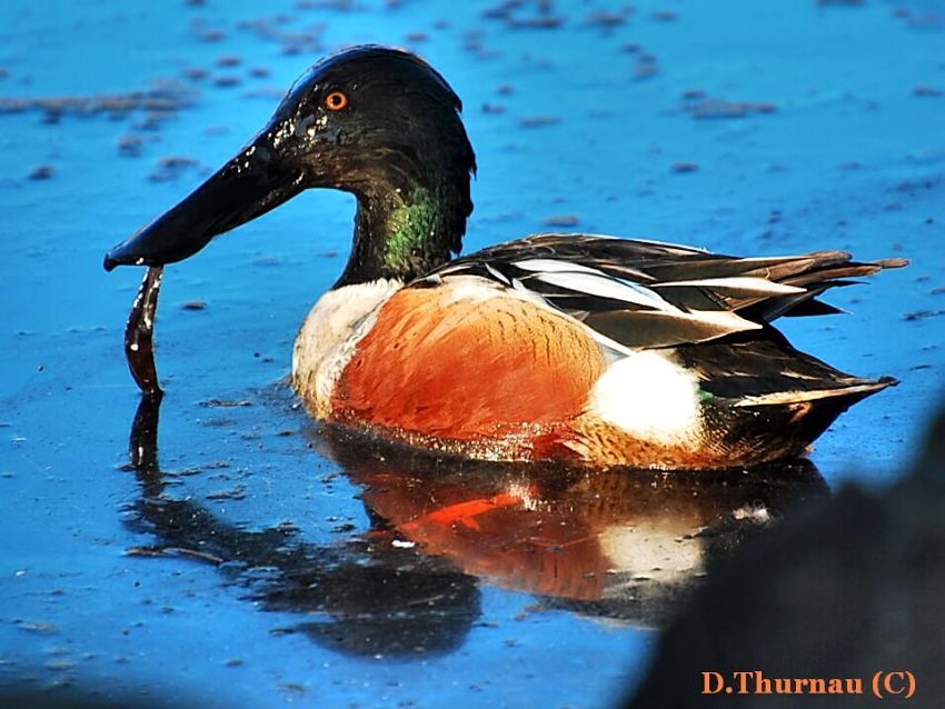 Shoveler