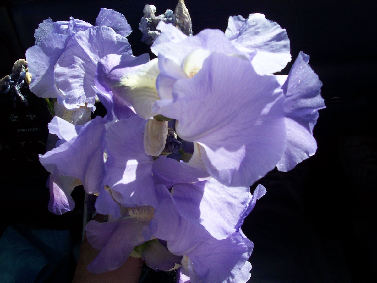 Showy petals