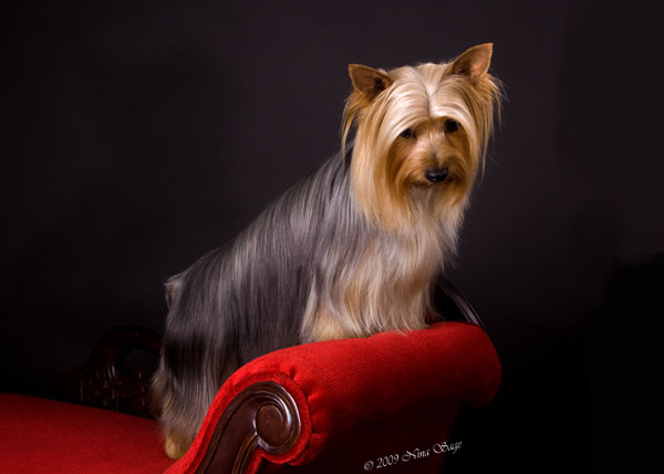 Silky Terrier