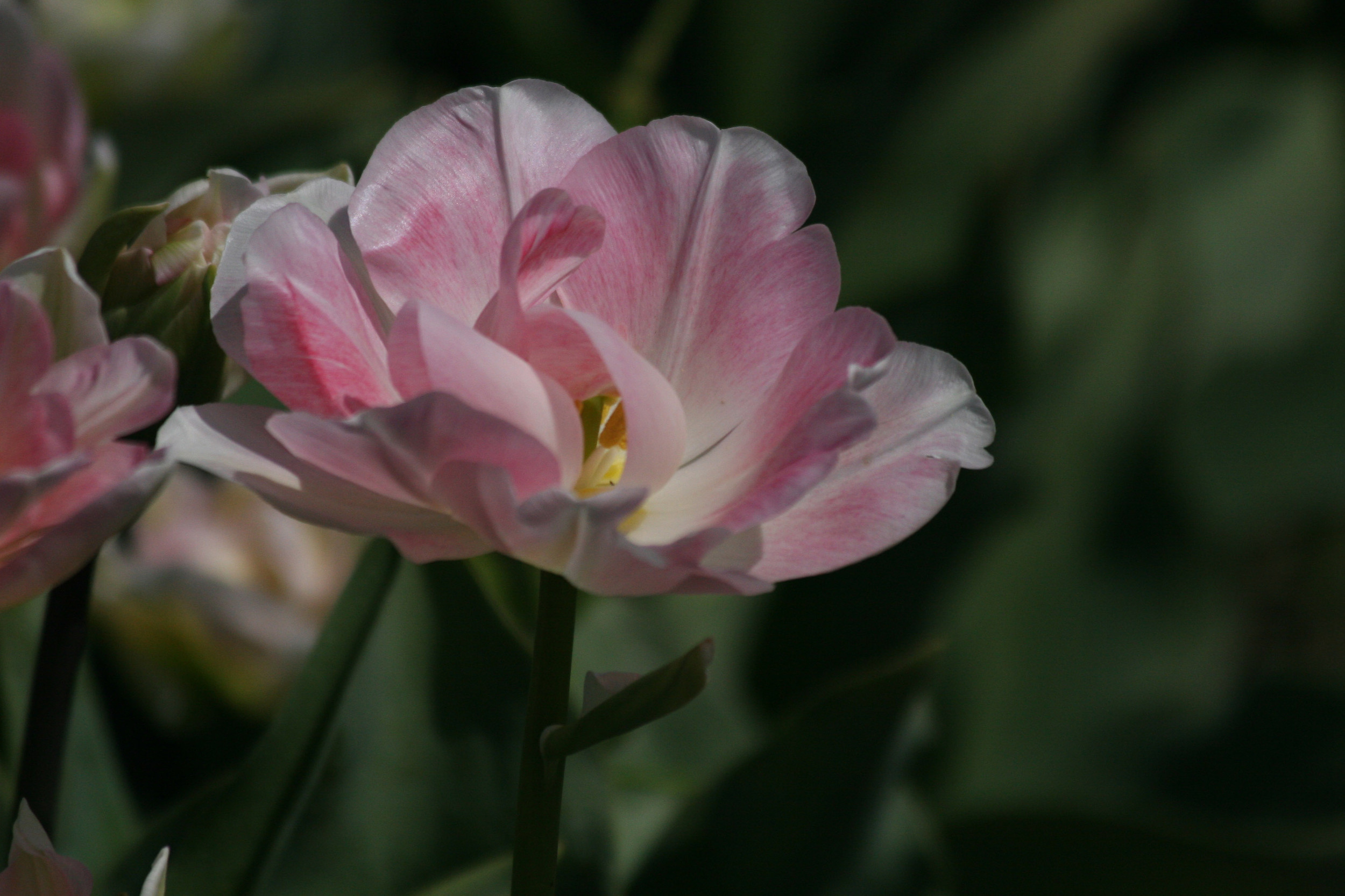 Silky Tulip Petals