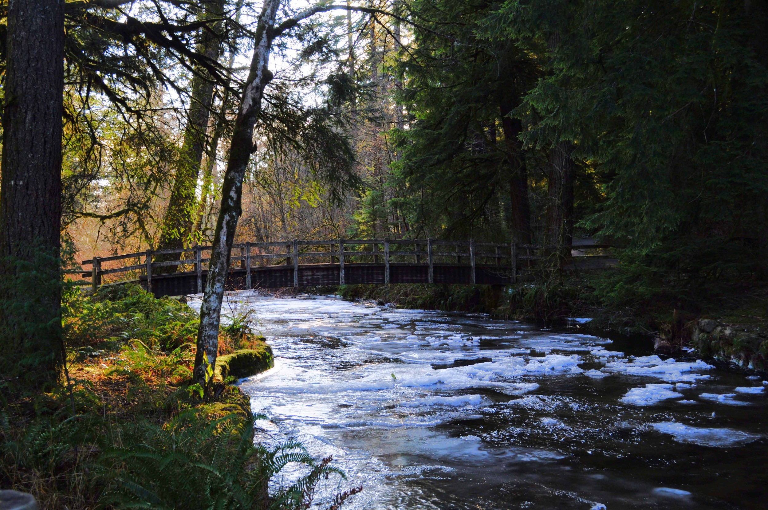 Silver Creek Falls In Winter