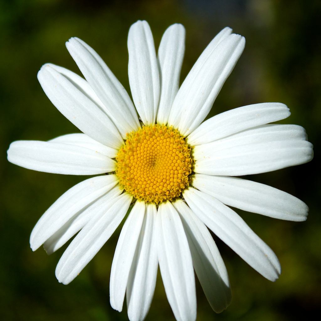 Simple Daisy