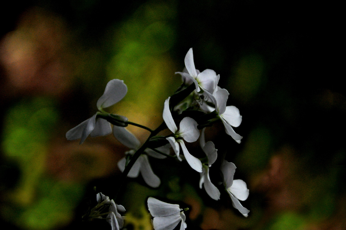 Simple white flowers down by the river