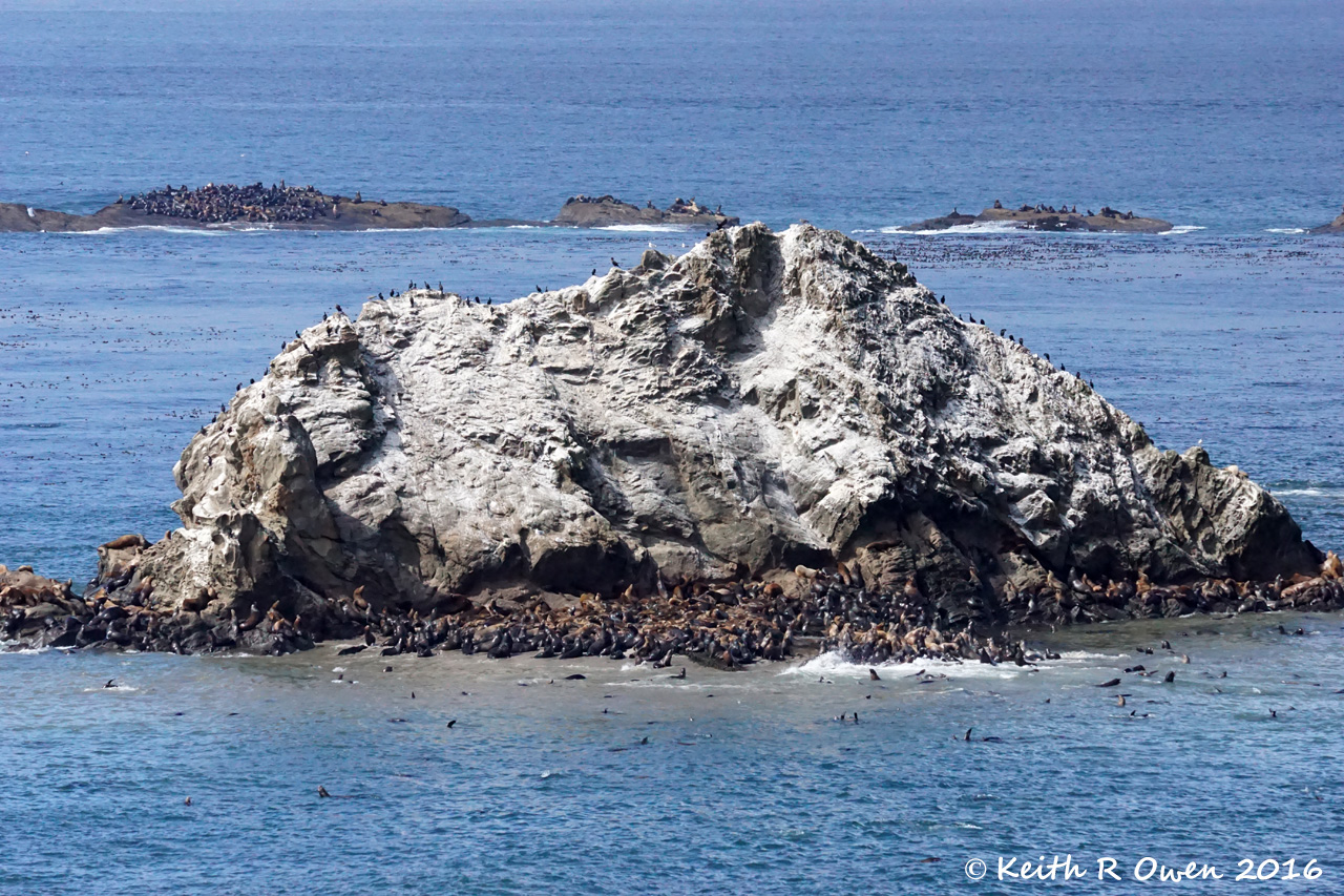 Simpson Reef