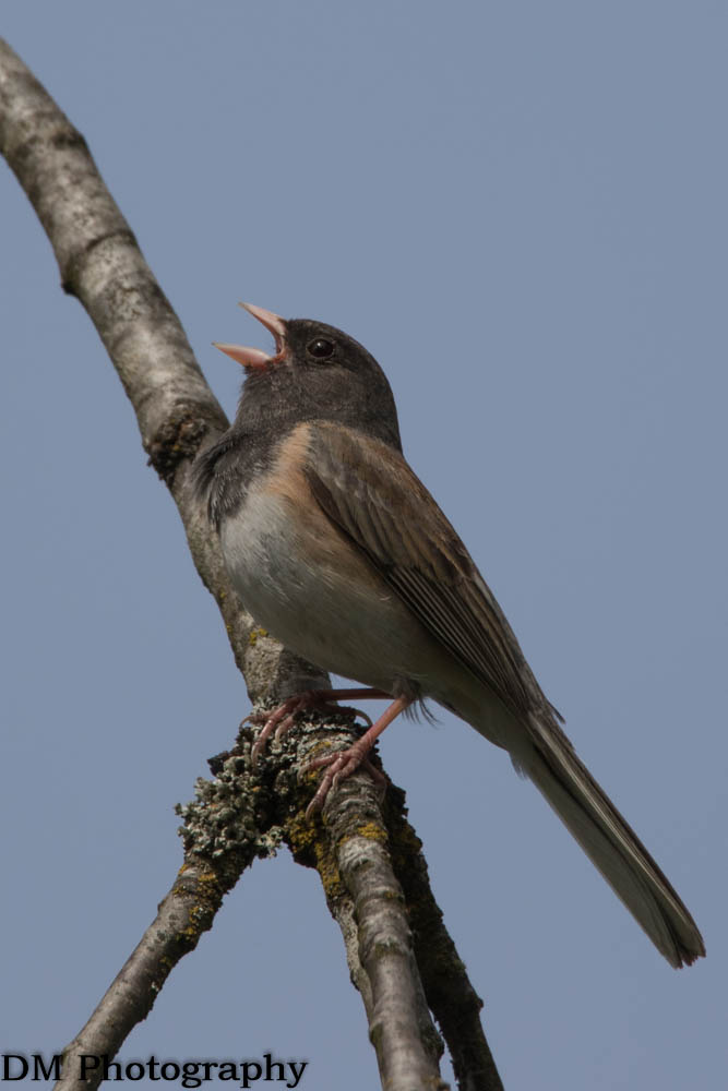 Singing pretty!