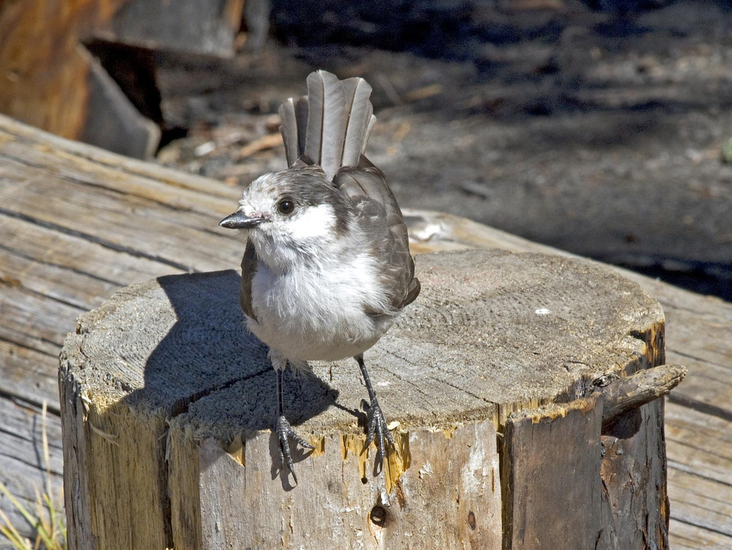 Smile for the Birdie