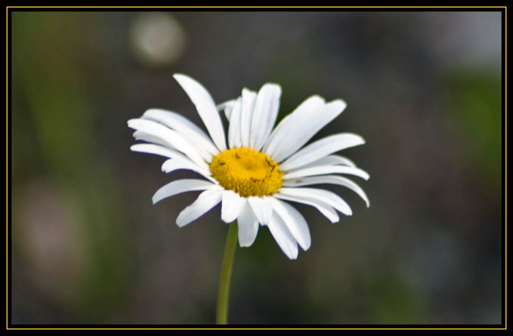 Smiley Daisy Face
