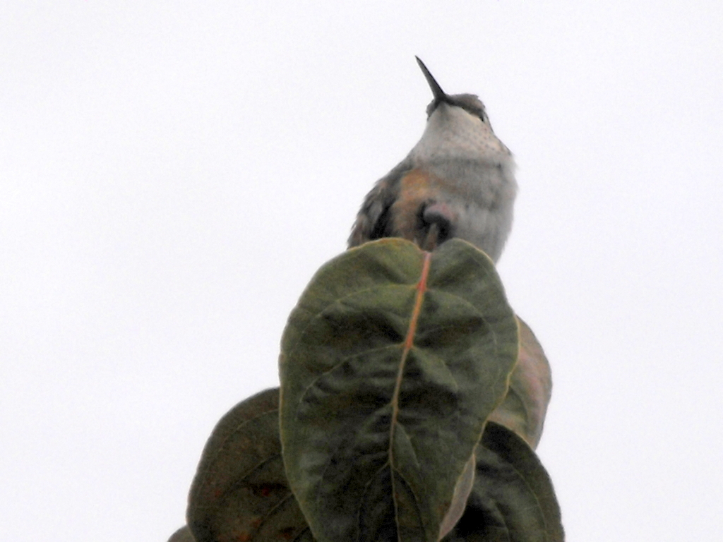 Smug Hummer 2