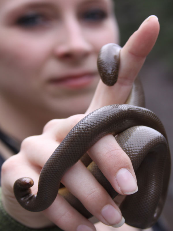 Snake-Pet
